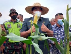 Panen Raya Petani Jagung, Roby : Saya Sangat Mengapresiasi Atas Kerja Keras Para Petani