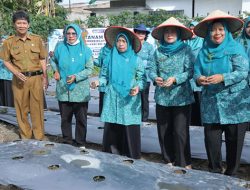 TP-PKK Kabupaten Asahan Ikut Gerakan Tanam Cabai Serentak