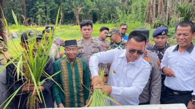 Bupati Aneng Panen Padi Pertama Bersama Petani di Pesisir Timur: Langkah Nyata Menuju Kedaulatan Pangan Anambas